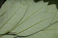 Cryptocarya wightiana